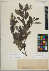 Foto von Salix myrsinifolia Salisb.